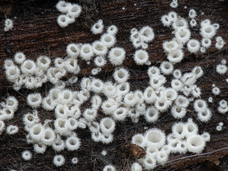 Flagelloscypha minutissima